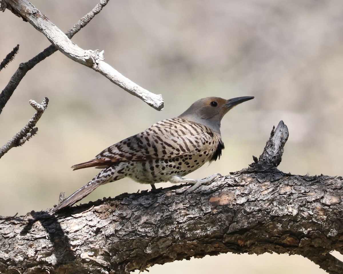 Northern Flicker (Red-shafted) - ML619972494