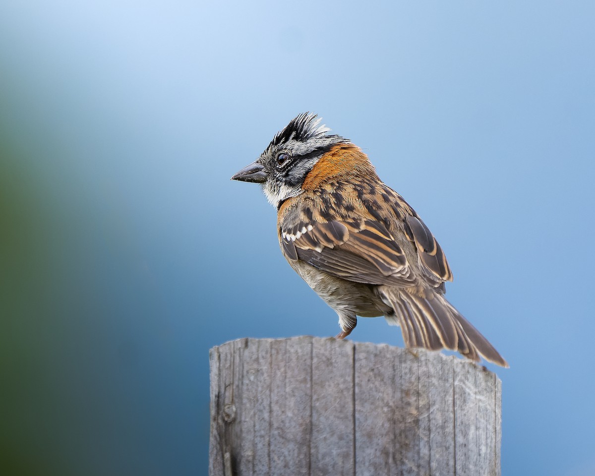 Rufous-collared Sparrow - ML619972495