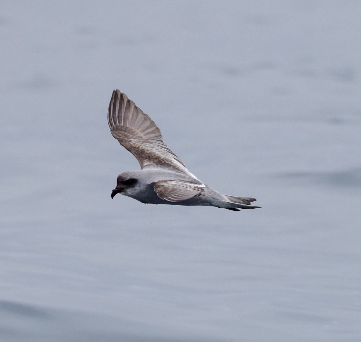 Fork-tailed Storm-Petrel - ML619972497
