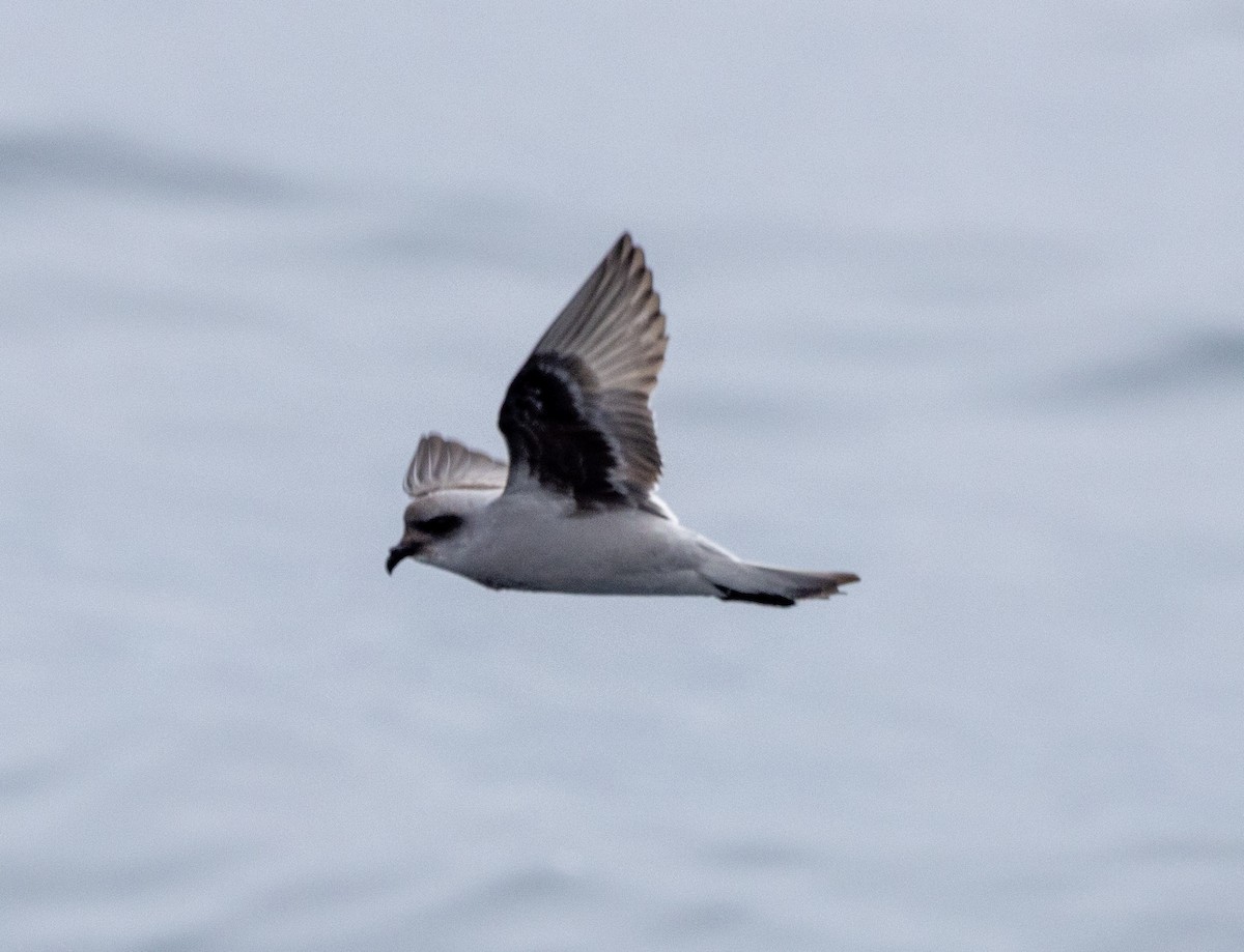 Fork-tailed Storm-Petrel - ML619972498