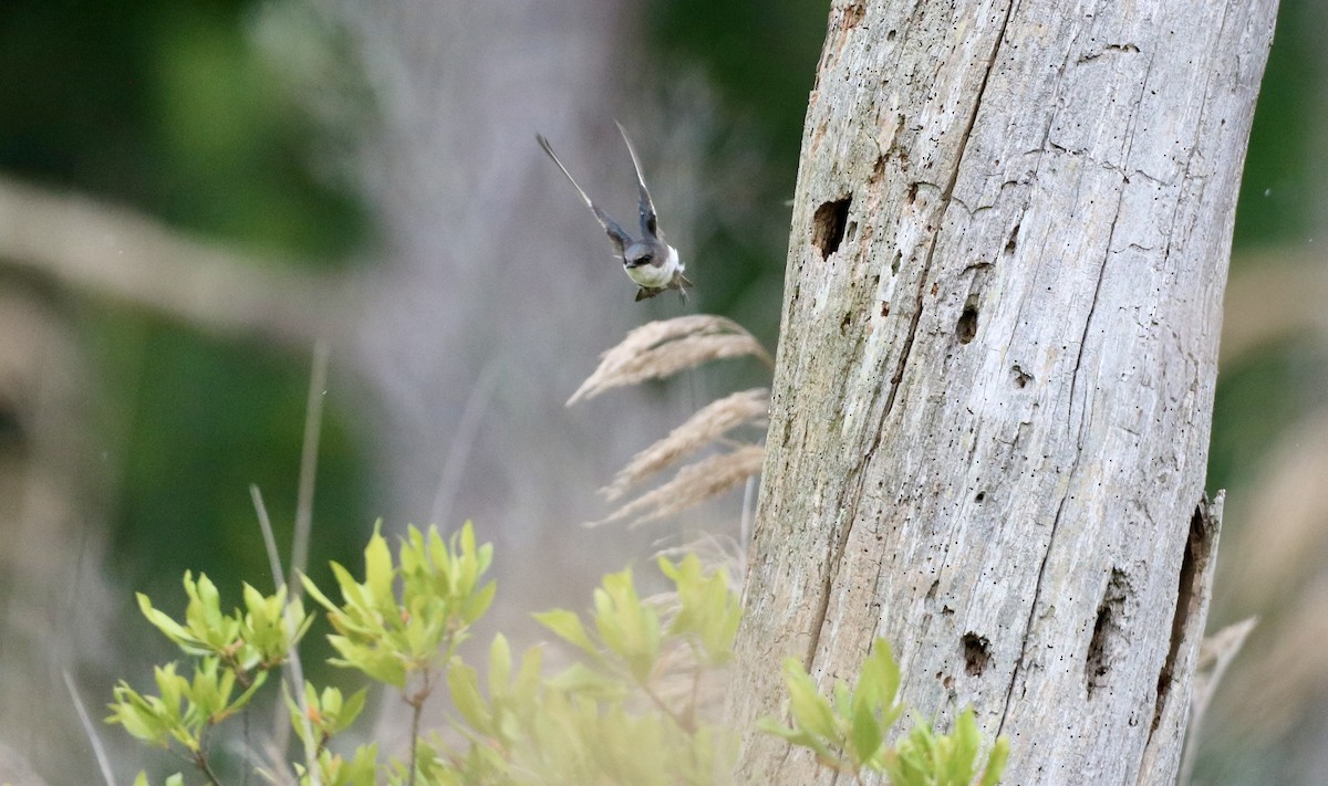 Tree Swallow - ML619972499