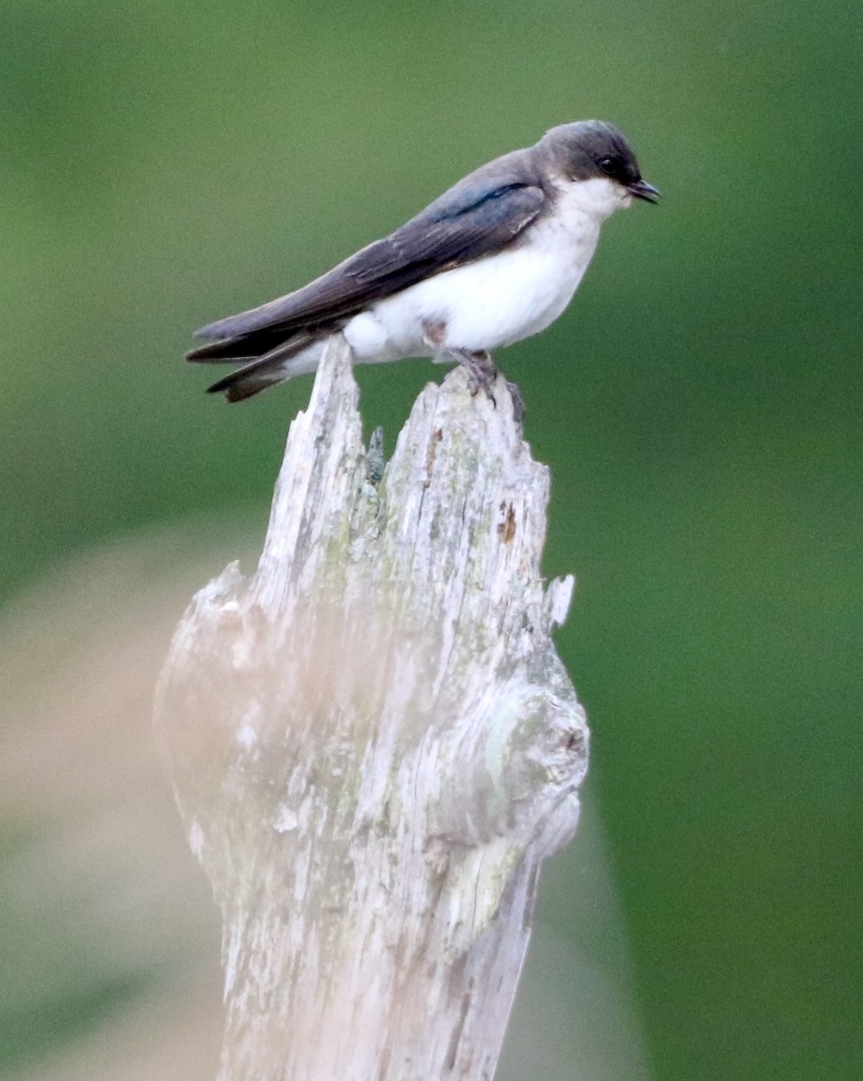 Tree Swallow - ML619972511