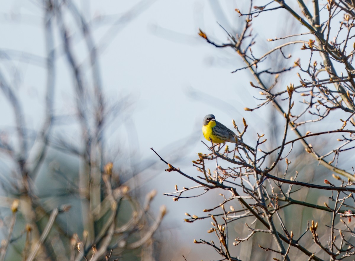 Kirtland's Warbler - ML619972525