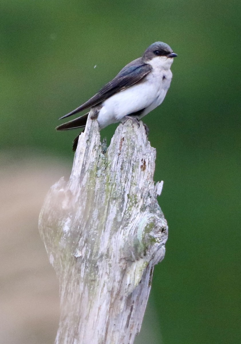 Tree Swallow - ML619972534