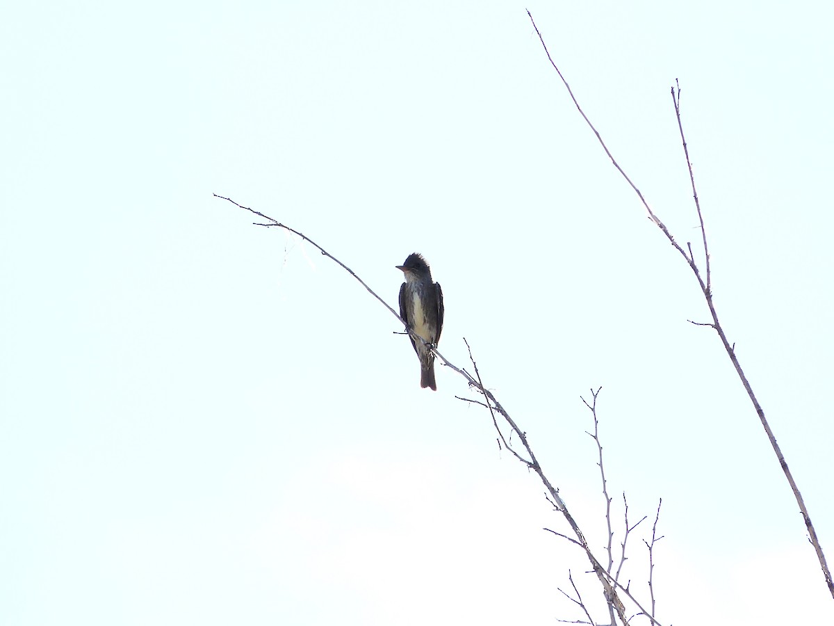 Olive-sided Flycatcher - ML619972538