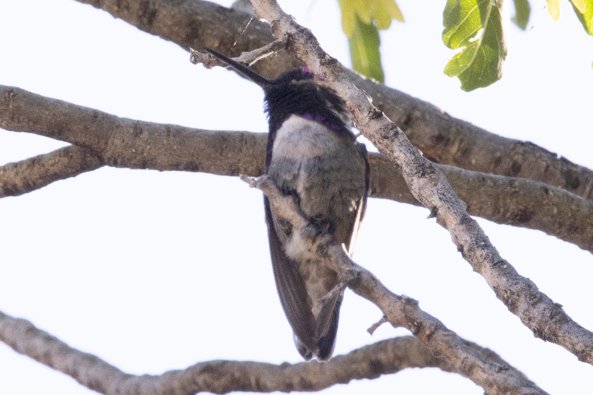 Costa's Hummingbird - ML619972549