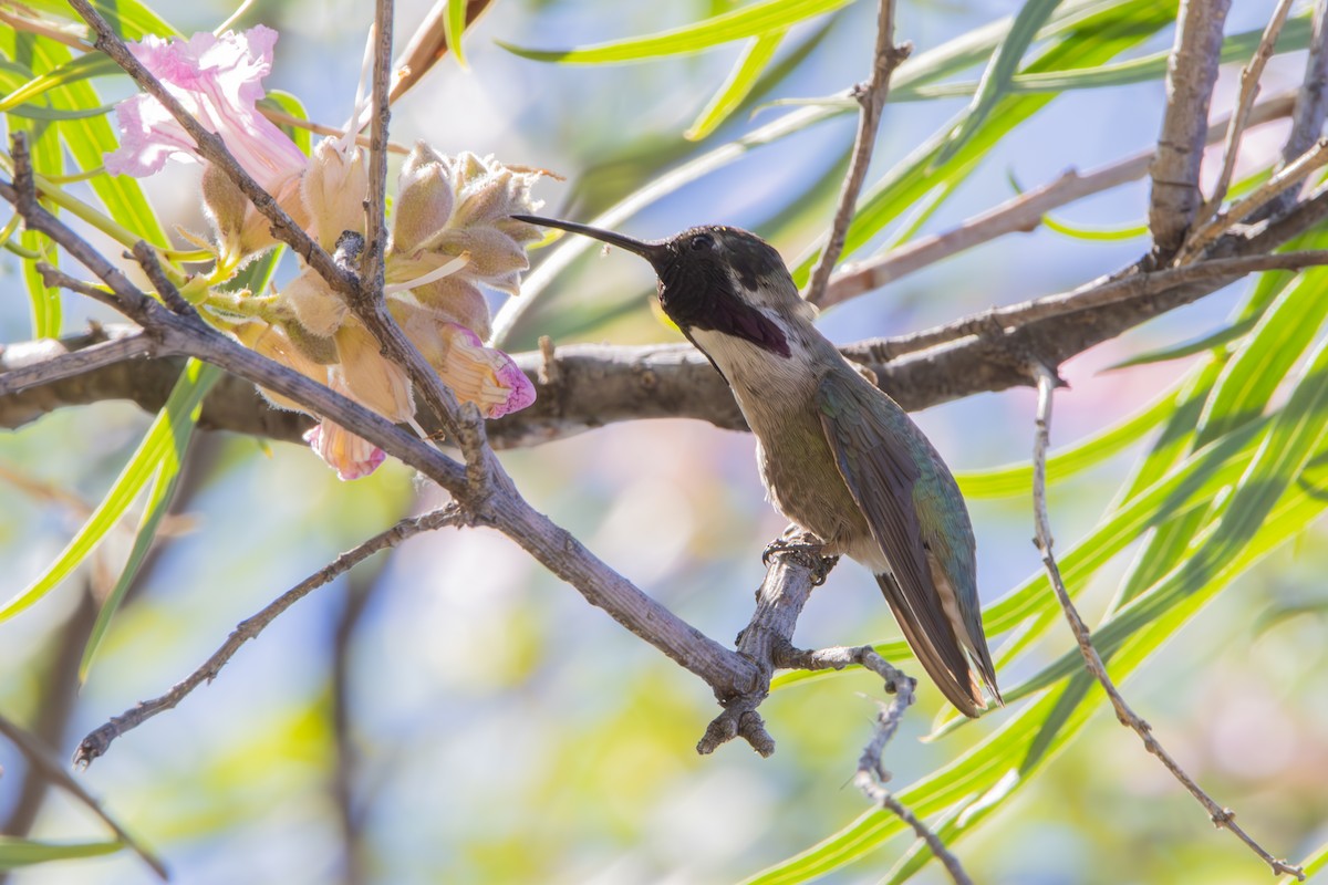 Costa's Hummingbird - ML619972550
