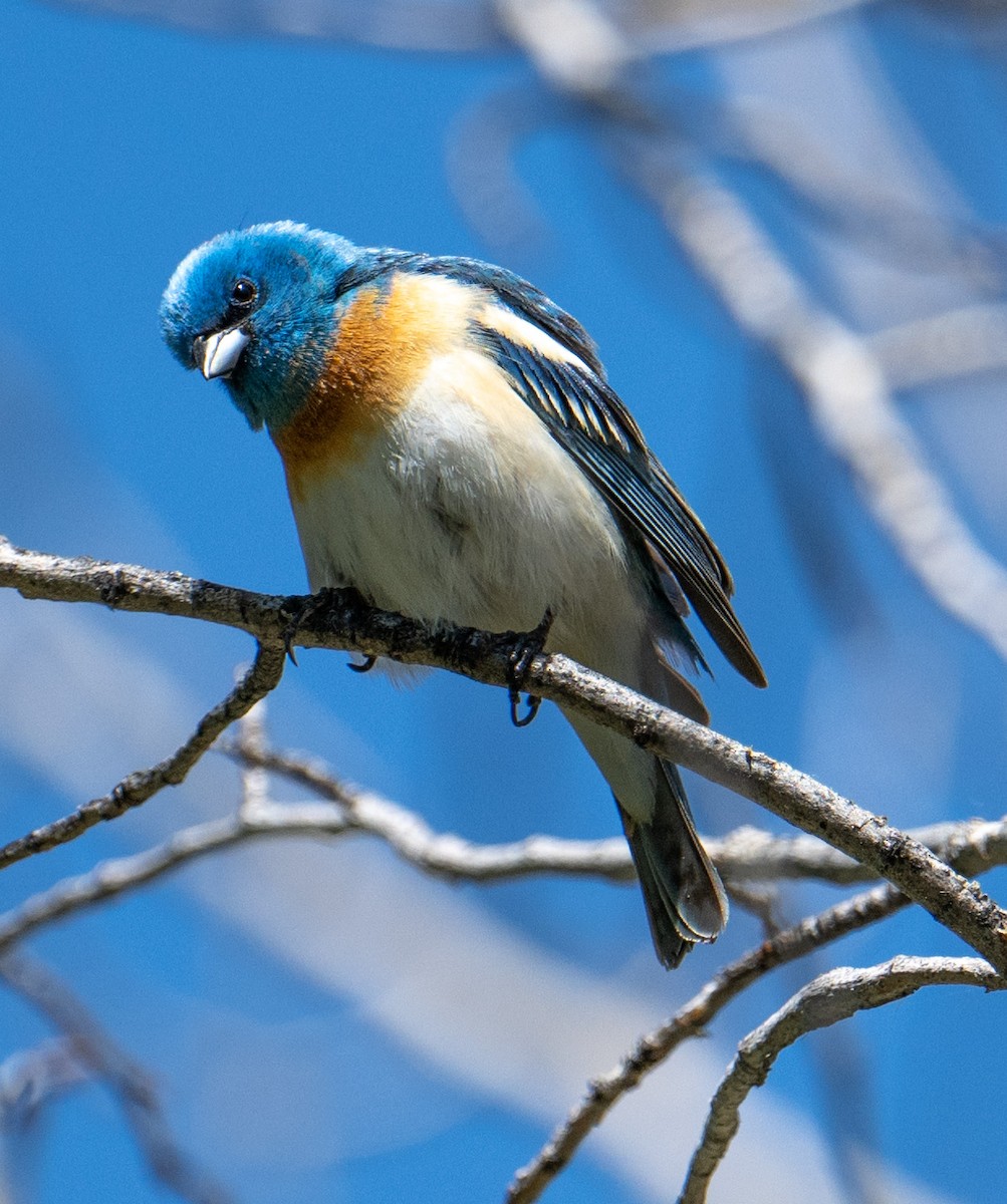 Lazuli Bunting - ML619972552