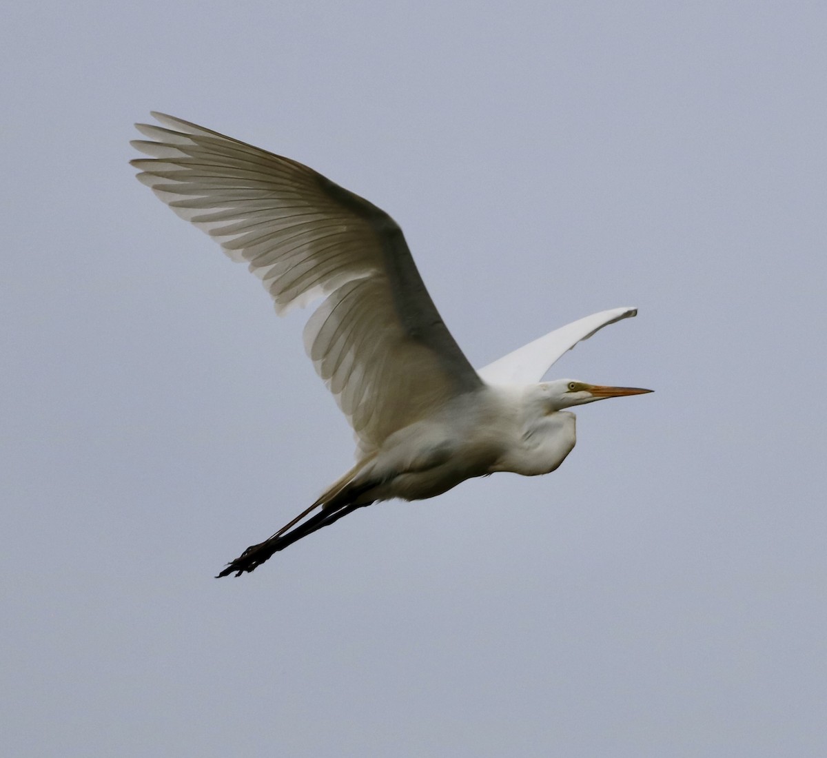 Great Egret - ML619972574