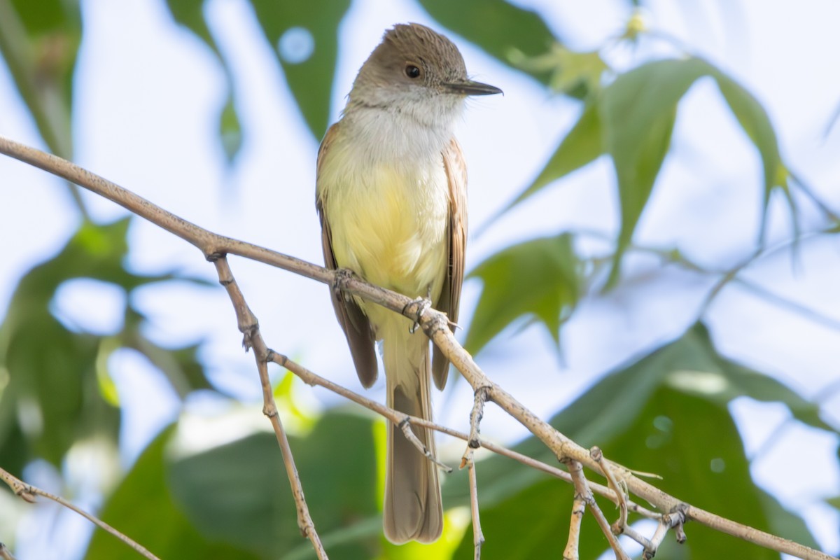 Dusky-capped Flycatcher - ML619972582