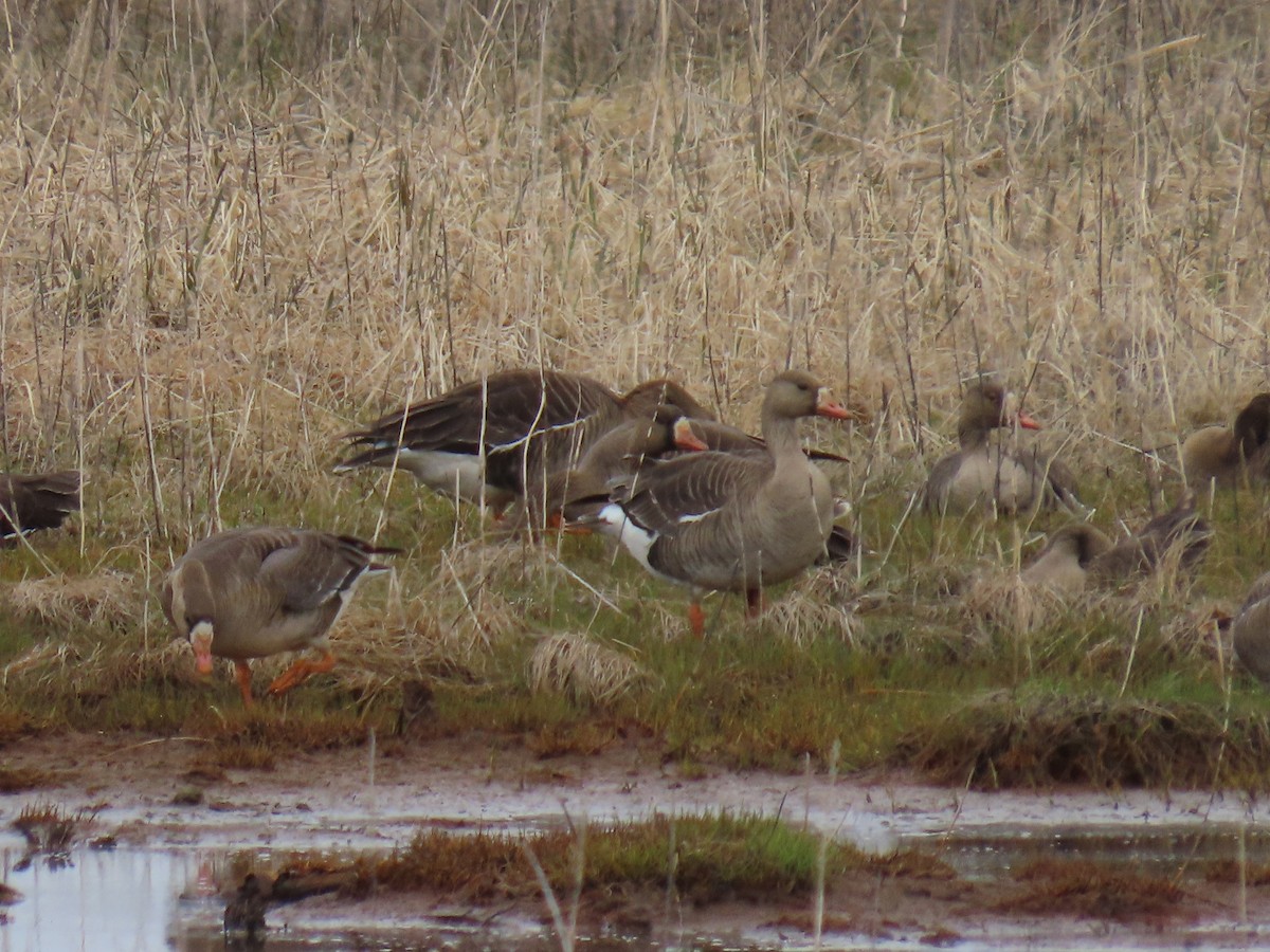 Greater White-fronted Goose - ML619972583