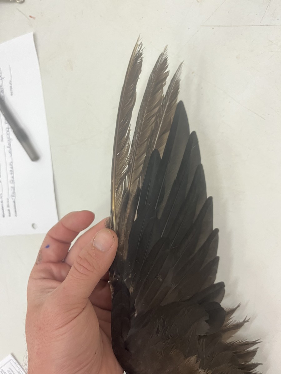 Brown Noddy - ML619972586