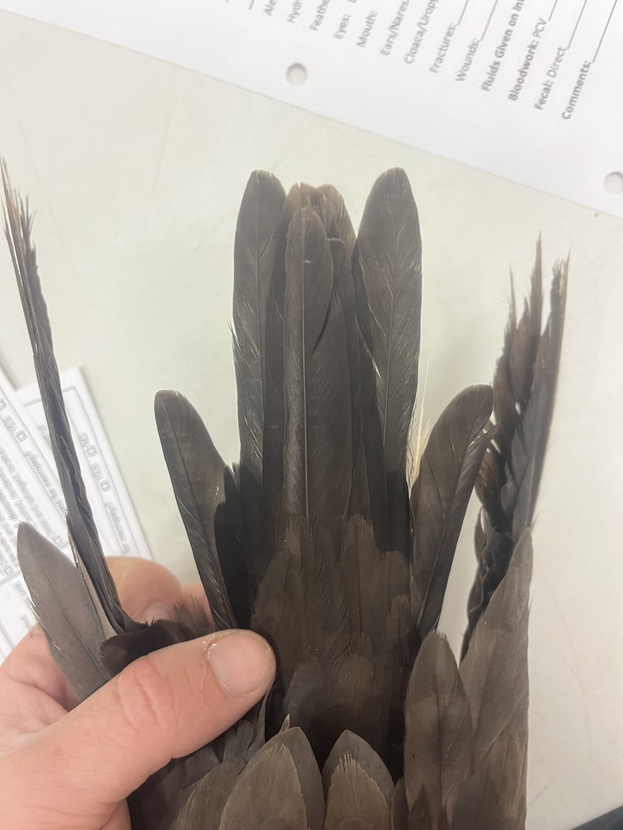 Brown Noddy - ML619972587