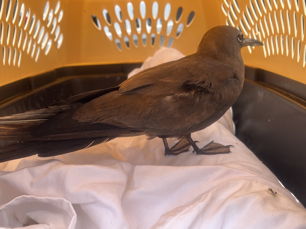 Brown Noddy - ML619972588