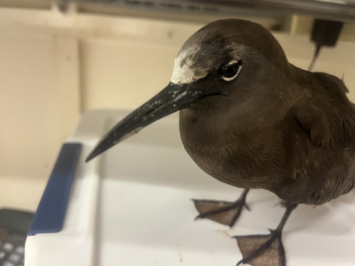 Brown Noddy - ML619972589