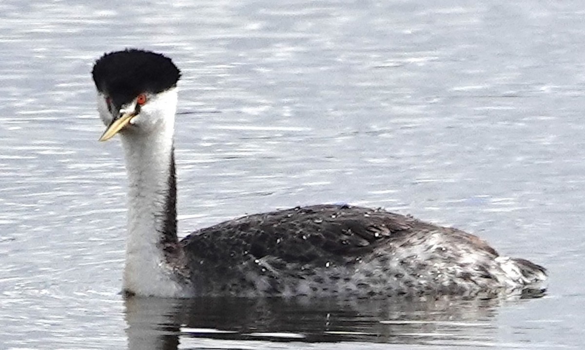 Western x Clark's Grebe (hybrid) - ML619972639