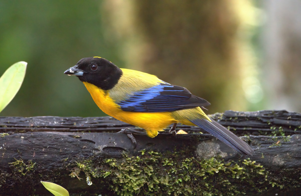 Black-chinned Mountain Tanager - ML619972650