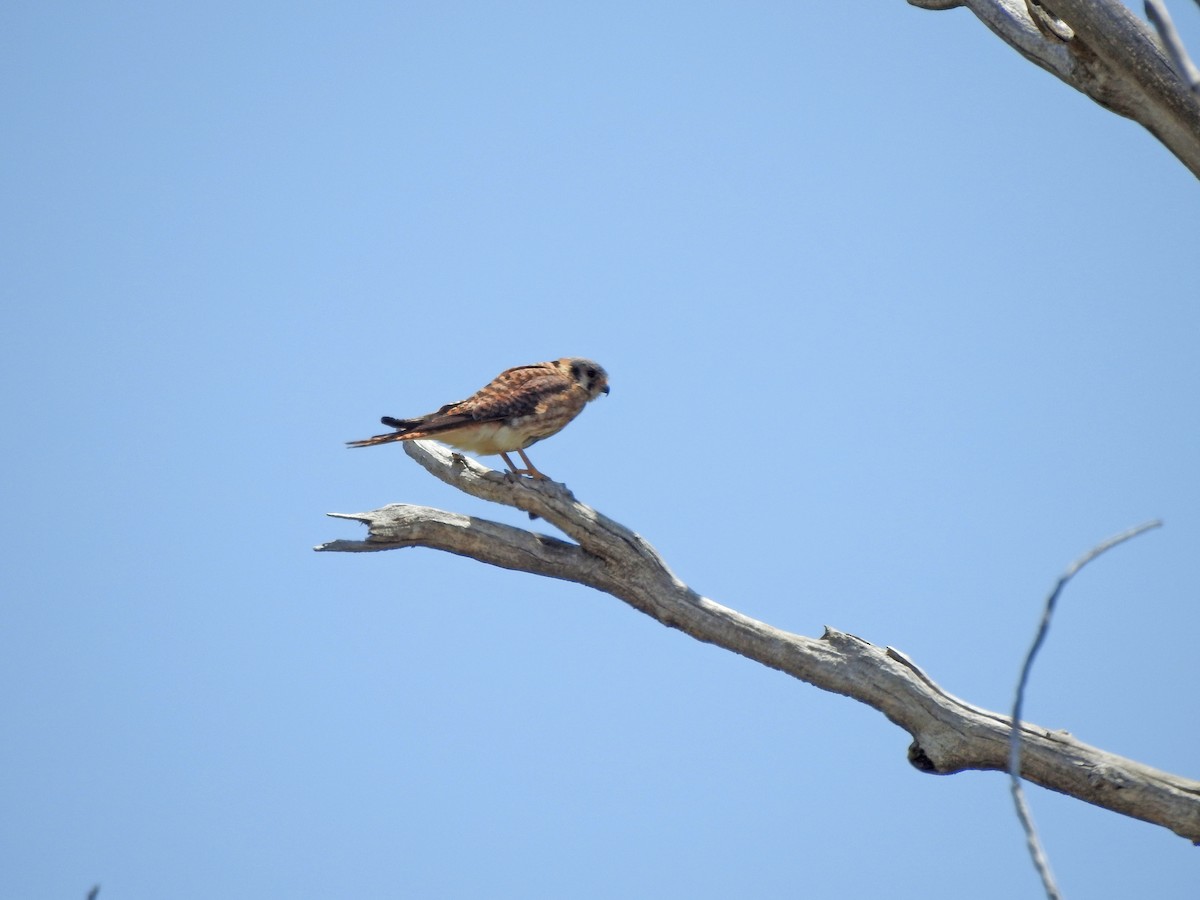 American Kestrel - ML619972663