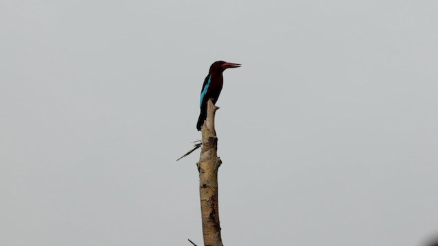 Brown-breasted Kingfisher - ML619972699