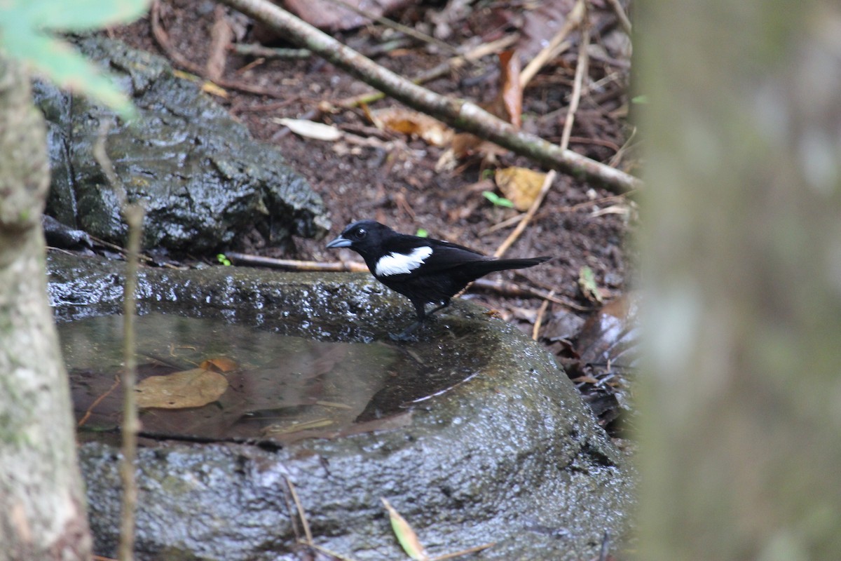 White-shouldered Tanager - ML619972700