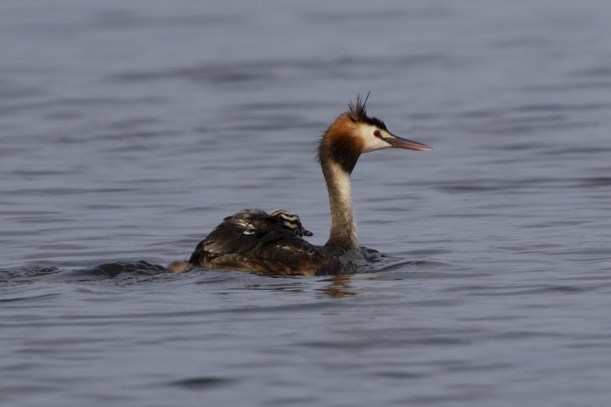 Great Crested Grebe - ML619972706
