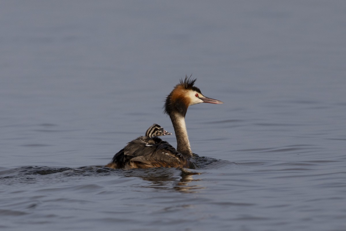 Great Crested Grebe - ML619972707