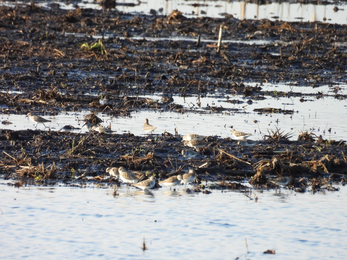 Semipalmated Sandpiper - ML619972730