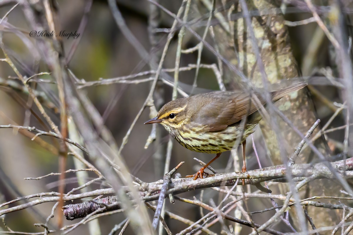 Northern Waterthrush - Heidi Murphy