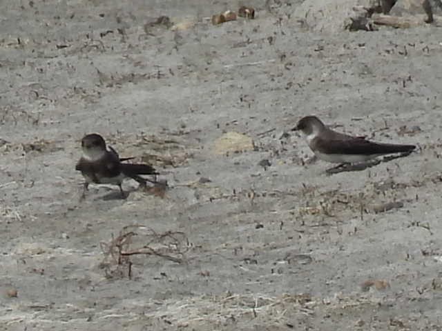 Bank Swallow - Joe McGill