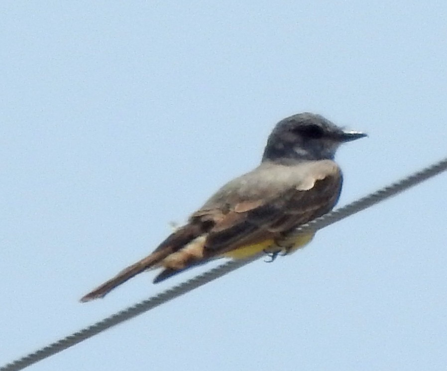 Cassin's Kingbird - ML619972781