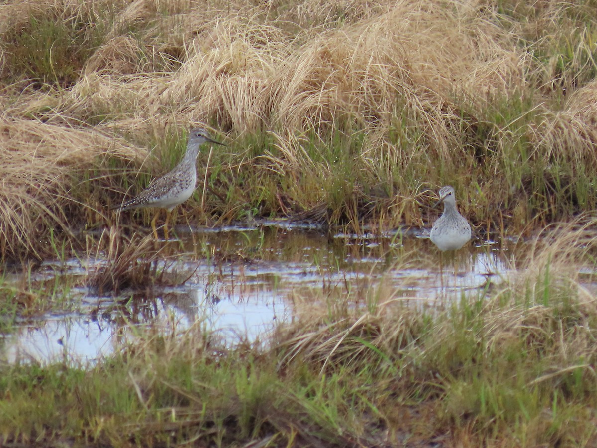 Lesser Yellowlegs - ML619972806