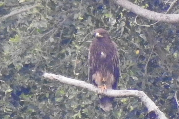 Águila Moteada - ML619972817