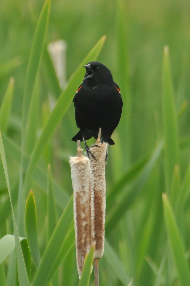 Red-winged Blackbird - ML619972826