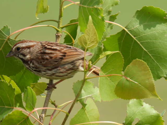 Song Sparrow - ML619972830