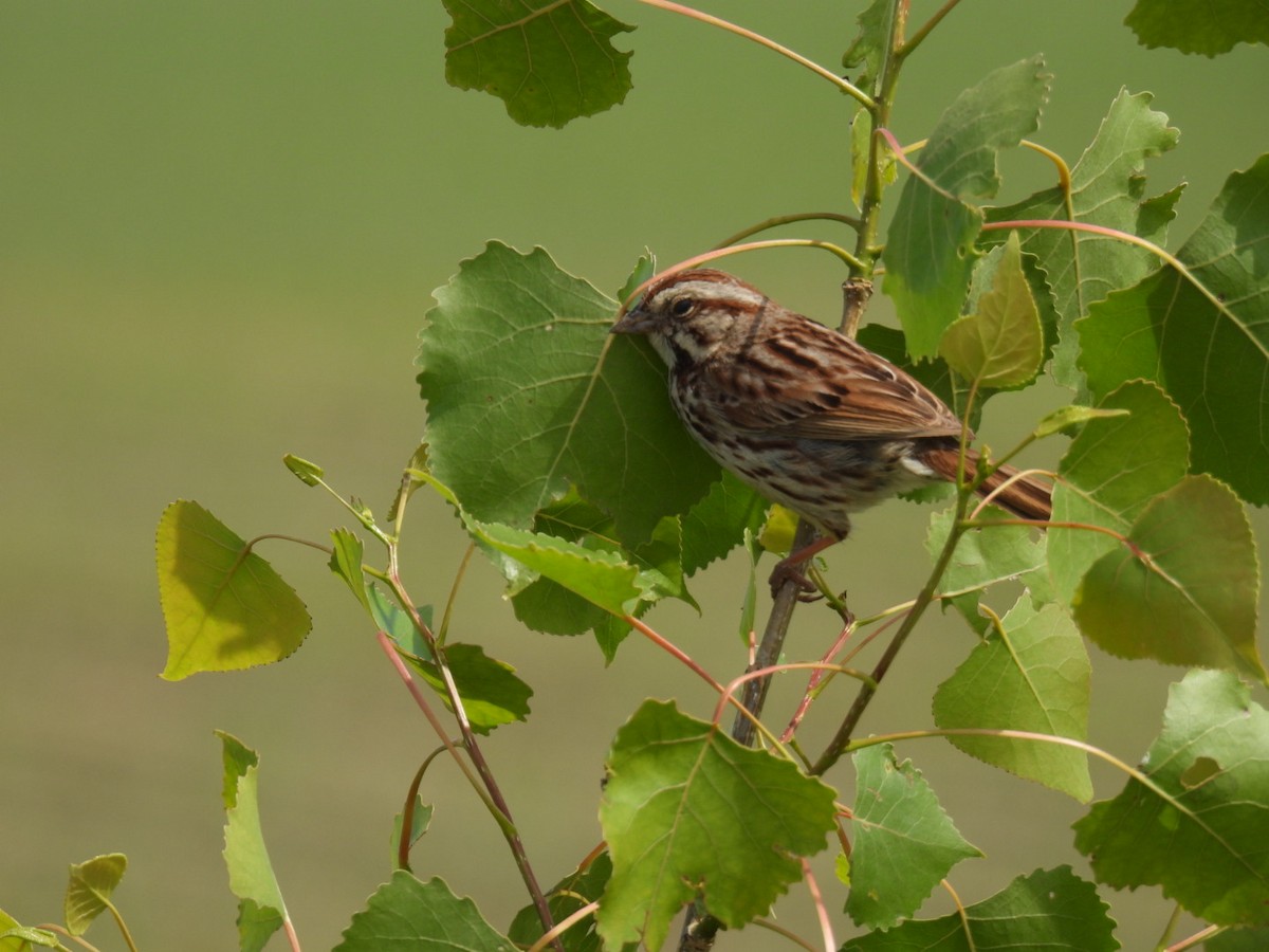 Song Sparrow - Joe McGill