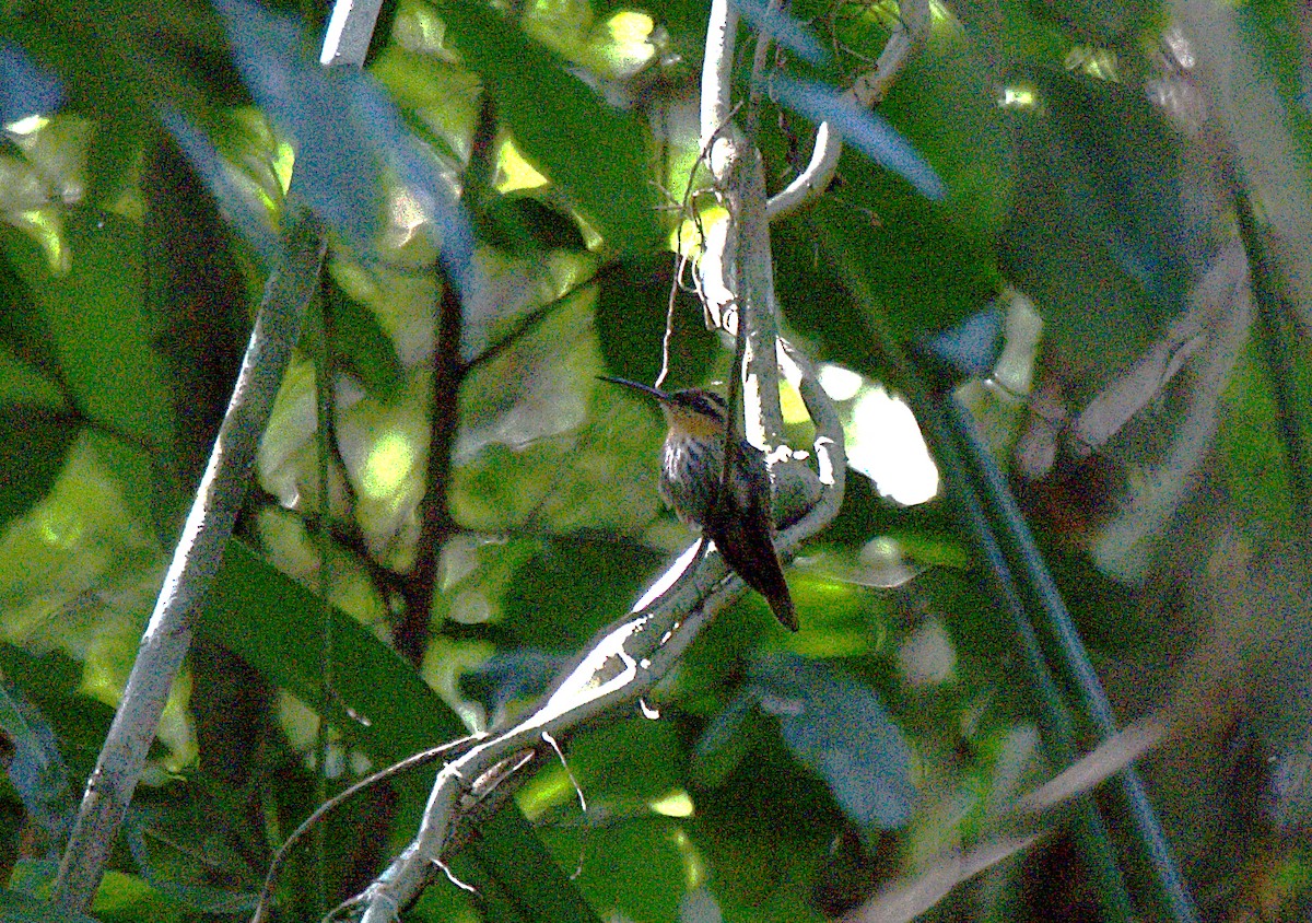 Пилоклювый колибри-отшельник - ML619972851