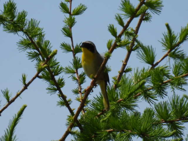 Common Yellowthroat - ML619972856