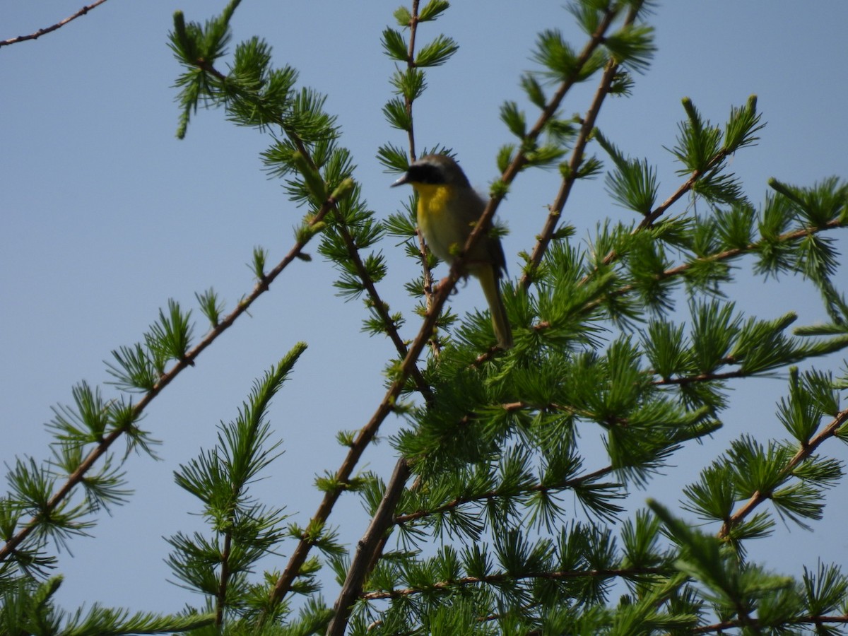 Common Yellowthroat - ML619972857