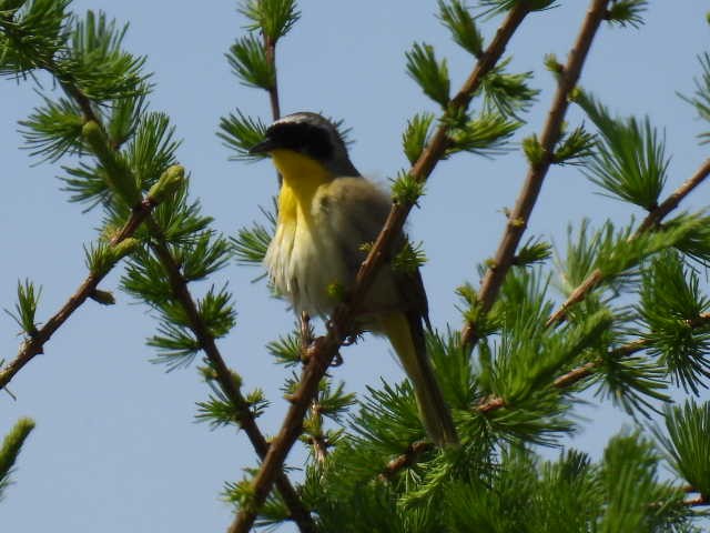 Common Yellowthroat - ML619972858