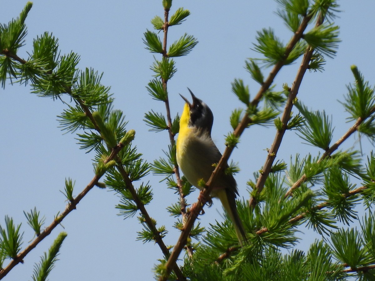 Common Yellowthroat - ML619972859