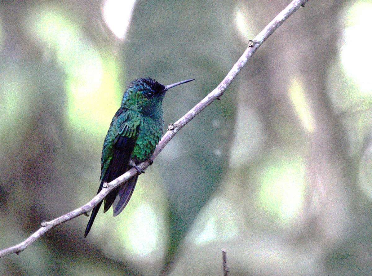 Violet-capped Woodnymph - ML619972867