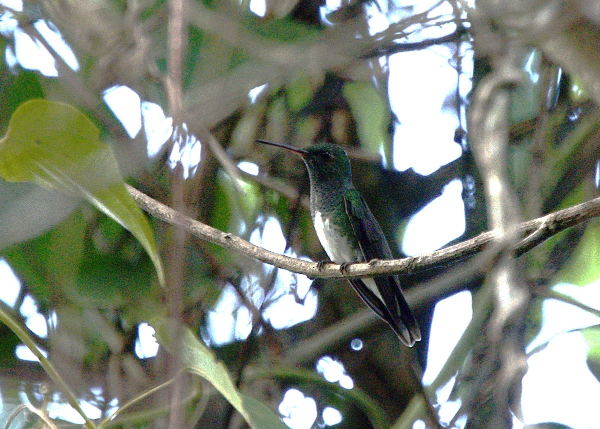 Glittering-throated Emerald - ML619972870