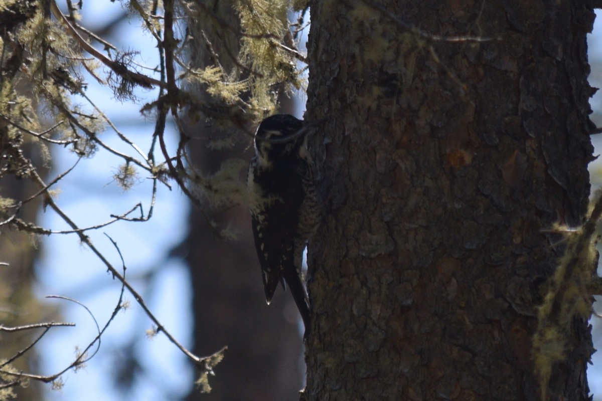 American Three-toed Woodpecker (Rocky Mts.) - ML619972875