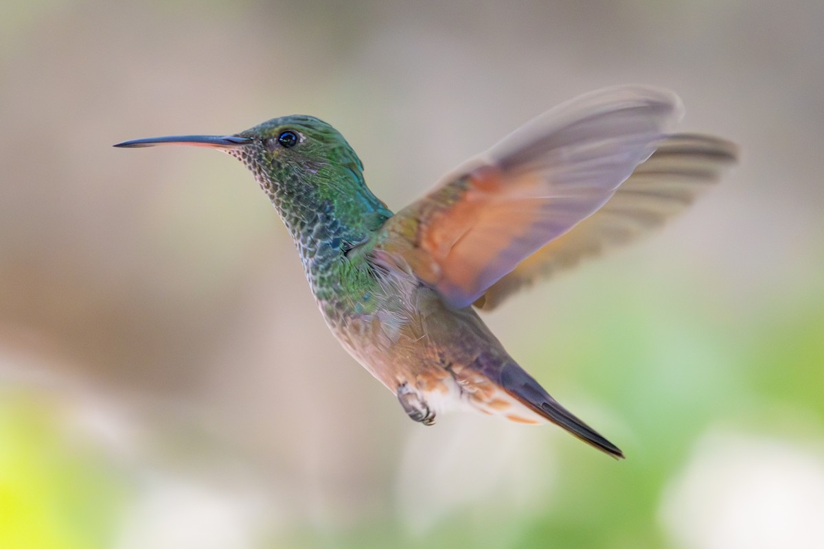 kolibřík mexický - ML619972876