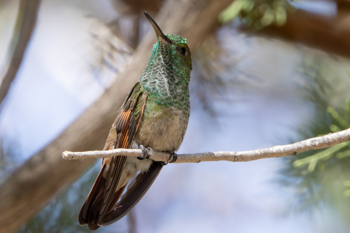 beryllkolibri - ML619972878