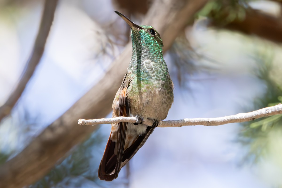 kolibřík mexický - ML619972881