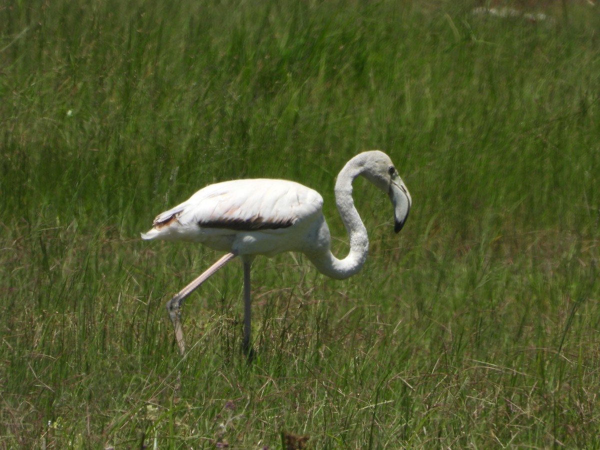 Greater Flamingo - ML619972903