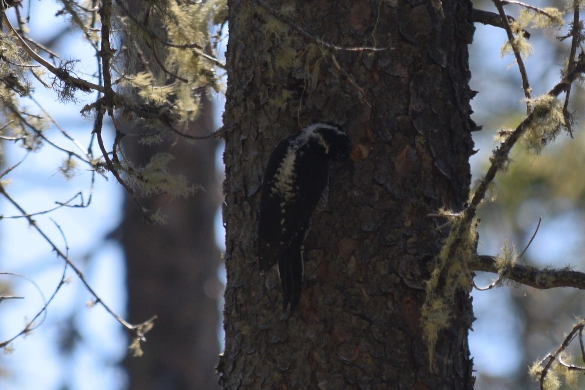 American Three-toed Woodpecker (Rocky Mts.) - ML619972911