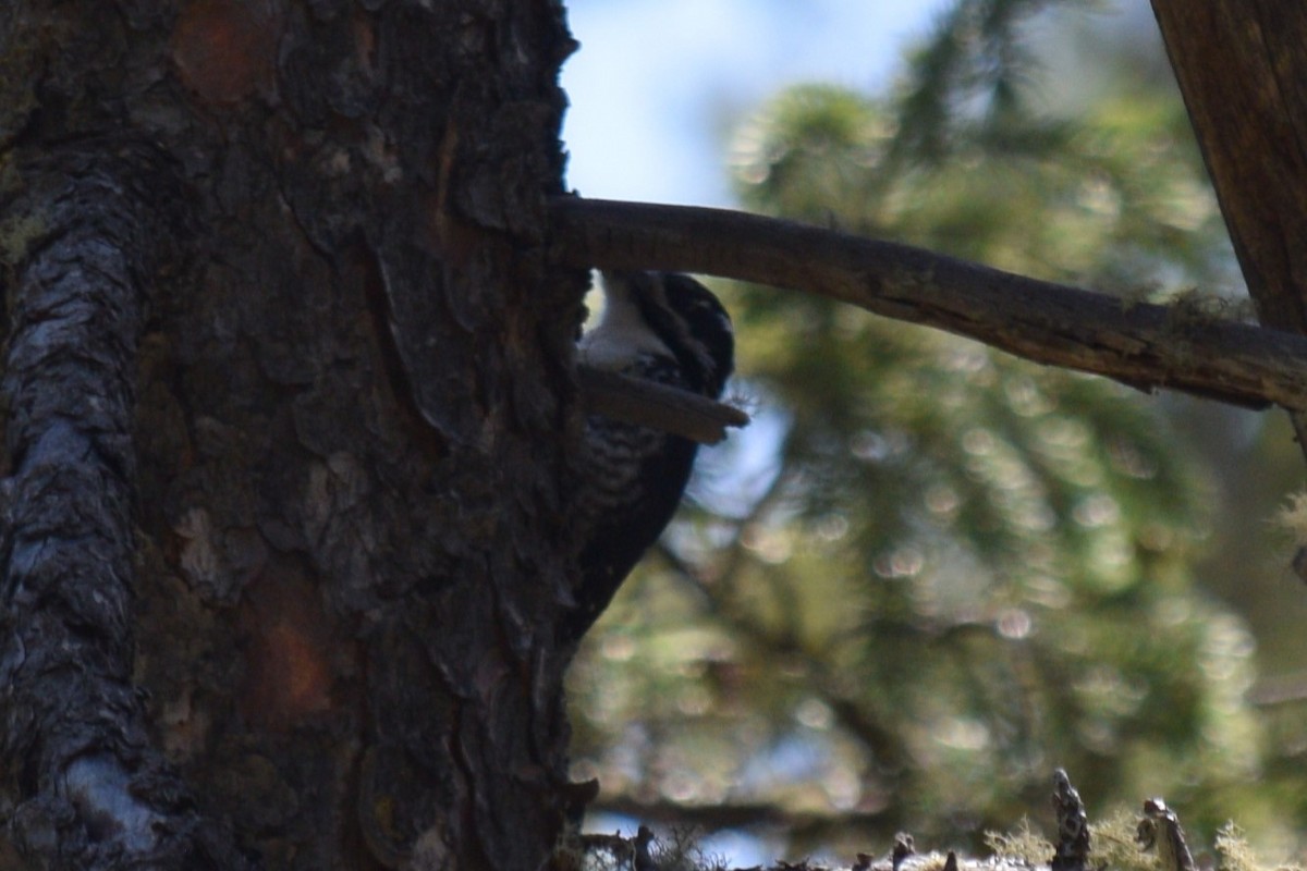 American Three-toed Woodpecker (Rocky Mts.) - ML619972931