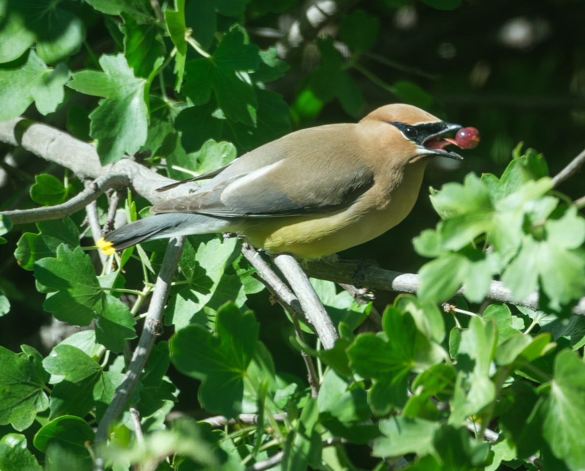 Cedar Waxwing - ML619972933